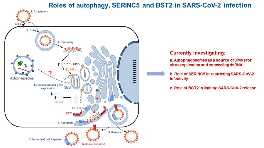 Roles of autophagy photo