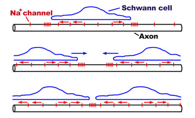 Model for node of Ranvier formation