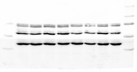 western blot