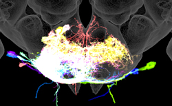 Image of feeding motor neurons