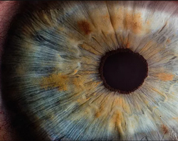 Human Eye