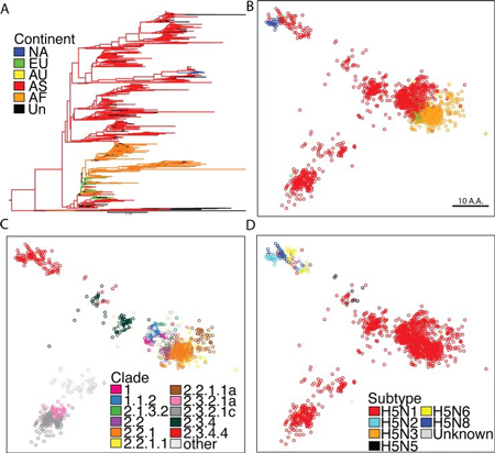 Graphs of analysis of H5 virus hemagglutinin