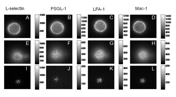 Images of the Major Adhesion Molecules