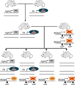 Breeding Strategy