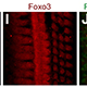 Foxo3 expressed in cochlea