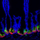 image of paneth cells