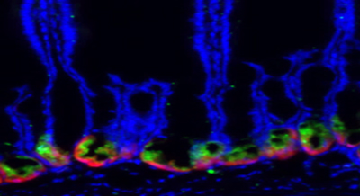 image of paneth cells