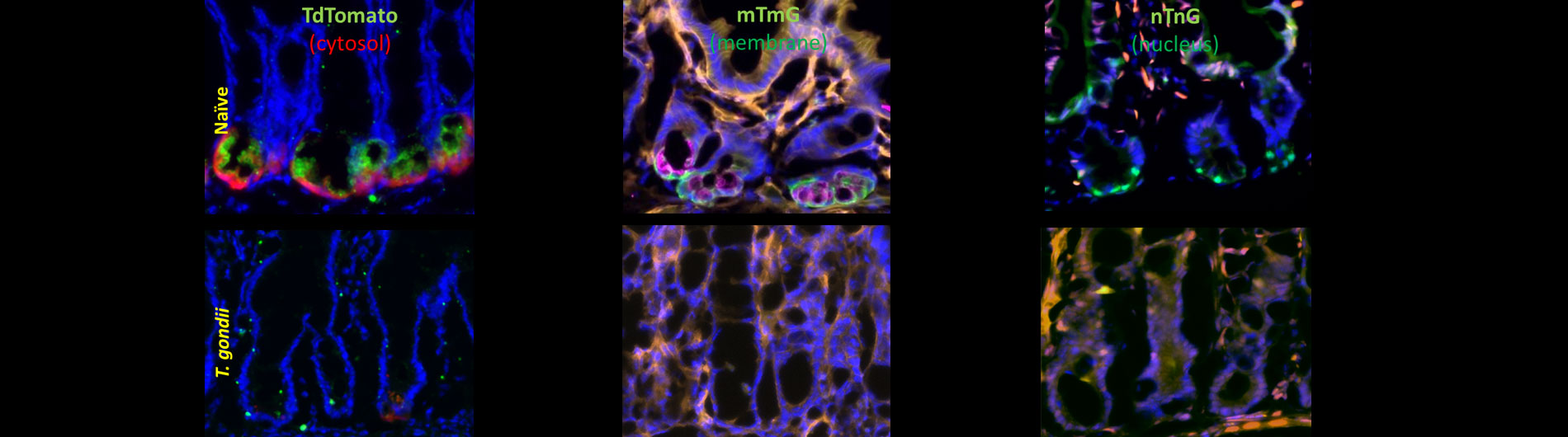 histology images