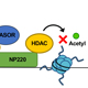 Epigenetic Silencing of Retroviral DNA