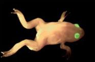 Tadpole image