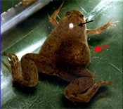 X. laevis image
