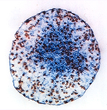 Cell under microscope
