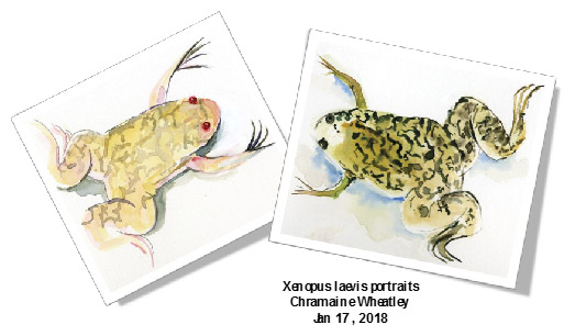 Xenopus Laevis Portraits