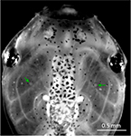 Tadpole image