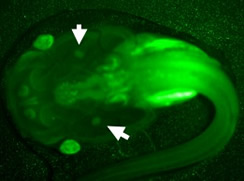 Tadpole clone