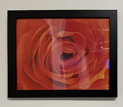 Photo of Rose of Sharon by Neil Scheier, MD