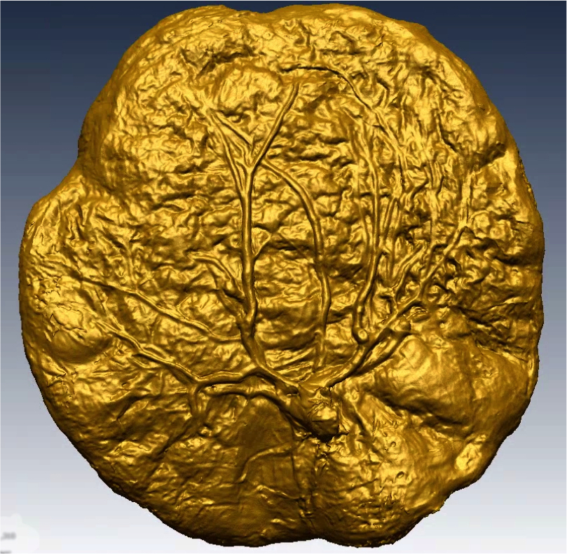 Golden Placenta