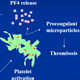 HIT: Why Are Some Patients More Susceptible Than Others?