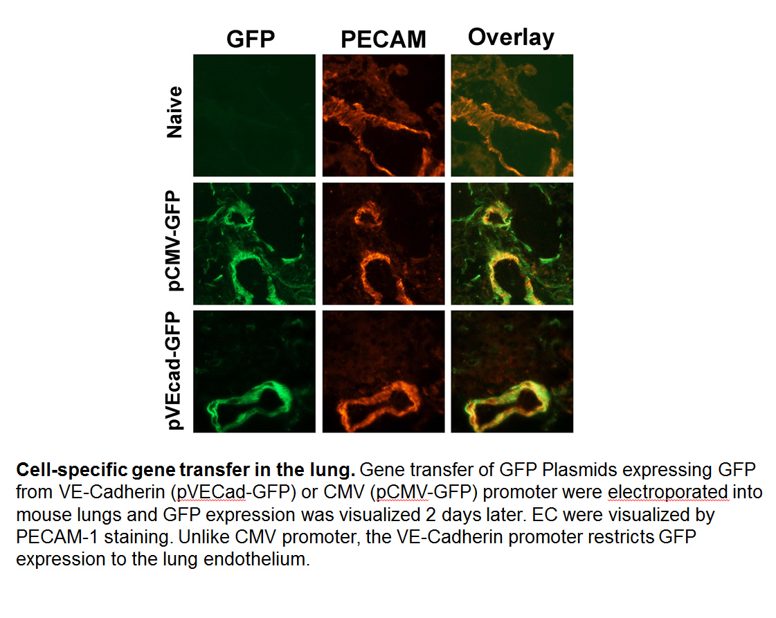 Cell-specific gene transfer in the lung