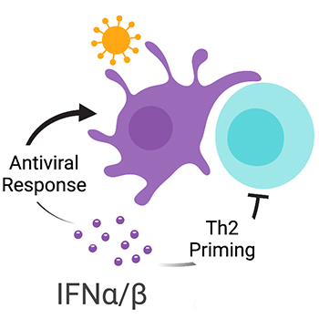 Rowe Lab - Type I interferon - allergic inflammation