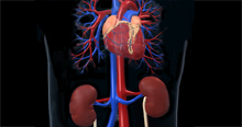 Renal Cardiovascular