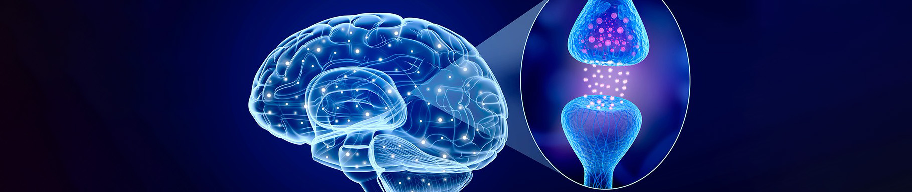 Brain photo with close up of connections