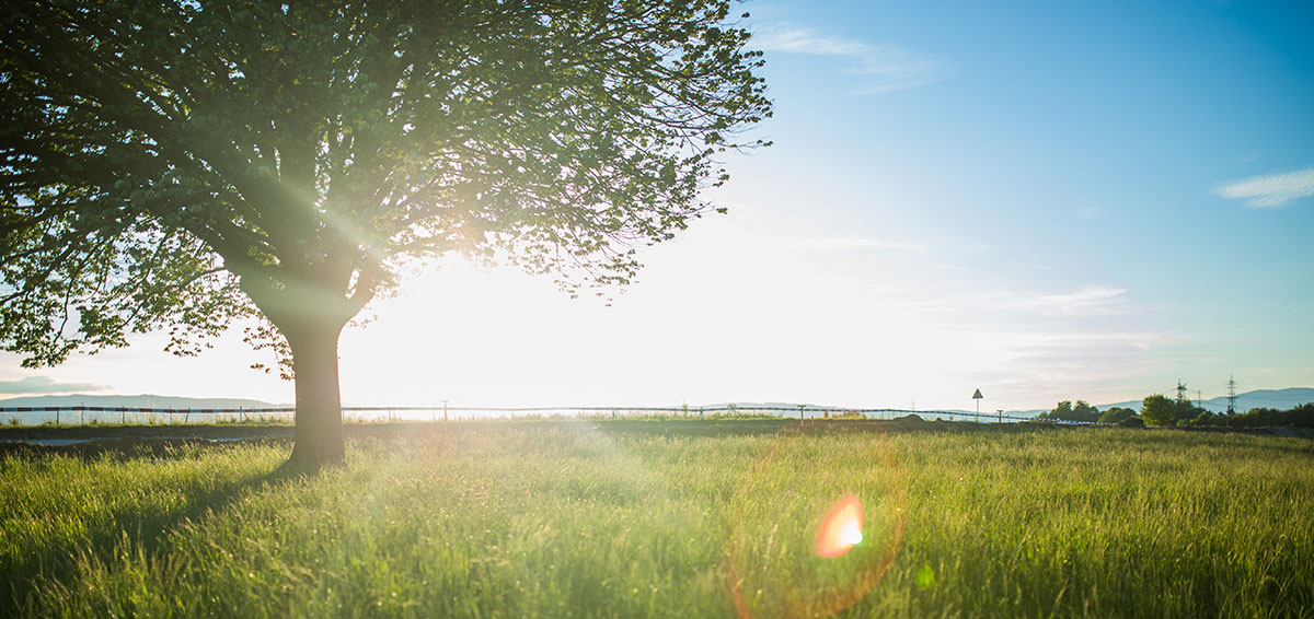 Tree with sunset