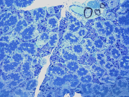 Toluidine Blue stained plastic 1micron section of a salivary gland