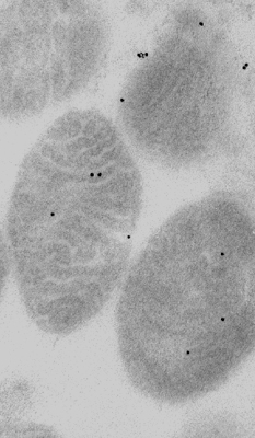Subcellular fraction of rat heart mitochondria embedded in Lowicryl resin. Sectioned and labelled for ryanodine receptor with 15nm gold tag.