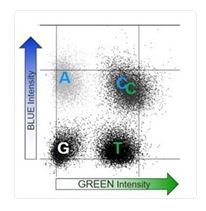 NovaSeq X Plus 2-channel chemistry. C is dual-color nucleotide