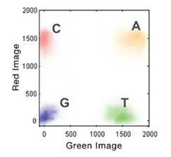 Illumina Chemistry image showing appearance of nucleotides in the 2 channel chemistry.