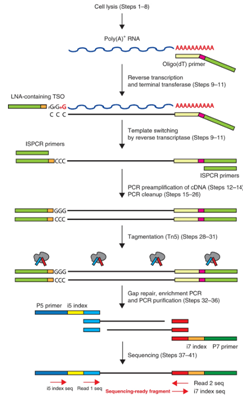 SmartSeq2 protocol image