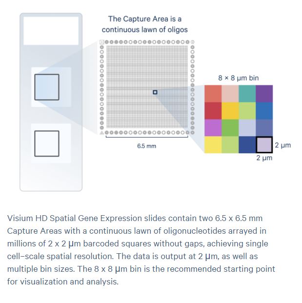 Visium HD slide layout