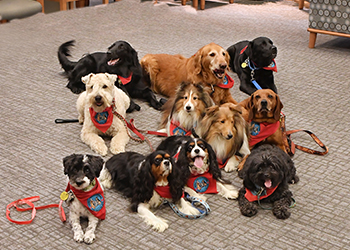 A pack photo of the 2019 Friends of Strong therapy dogs.