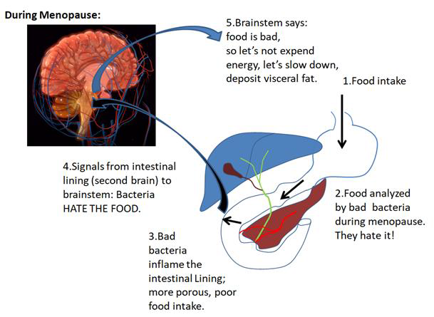 I have read that the communication between our intestine and our brain is why we gain weight in menopause. Can you explain?