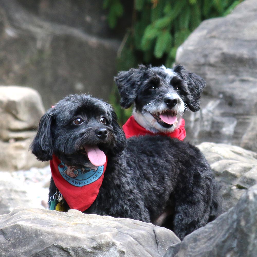 Annual Fundraiser Features An Ever-Growing Pack of Pet Therapy Dogs