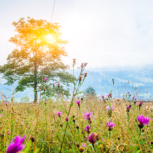 Menopause Or Menopause Transition: When Does The Biology Begin?