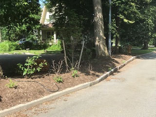 Bellevue Landscaping Delay