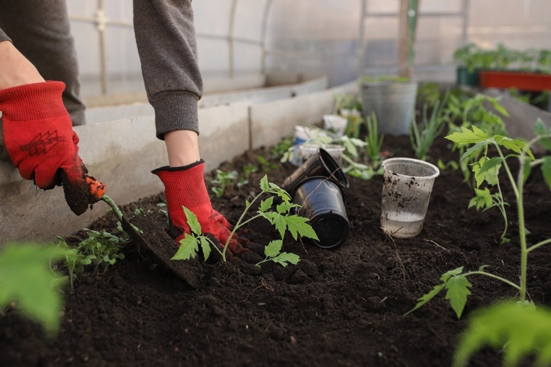 What a Small Garden Can Do for Wellness