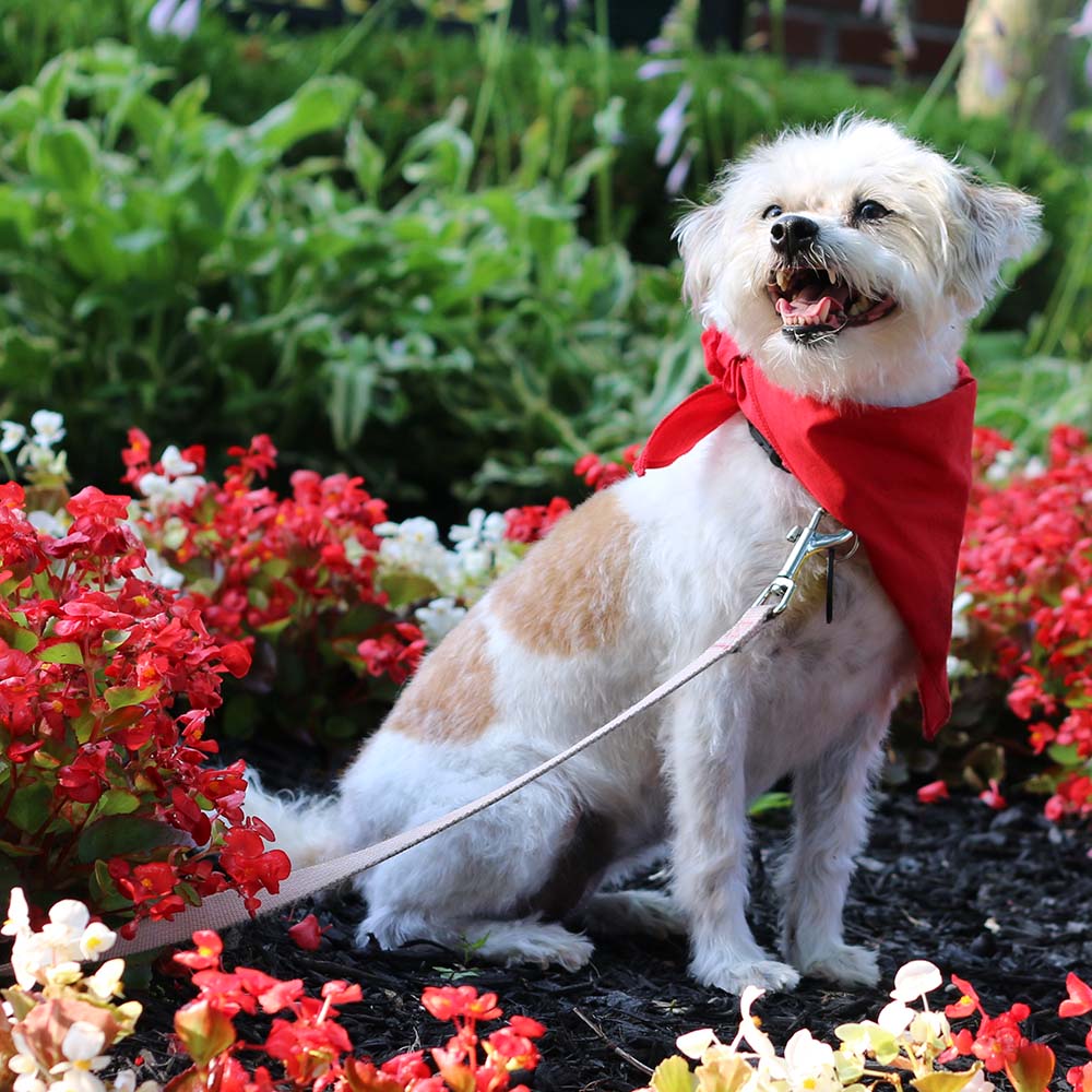 Our Therapy Dogs Show Us Their Best with Fifth Annual Wall Calendar Fundraiser