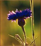 close up of a flower