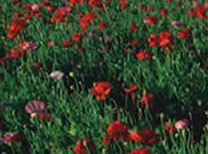 Poppies Far