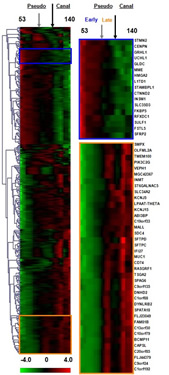 Transcriptomics of Devdeloping Lung