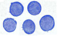 Murine erythroid precursors